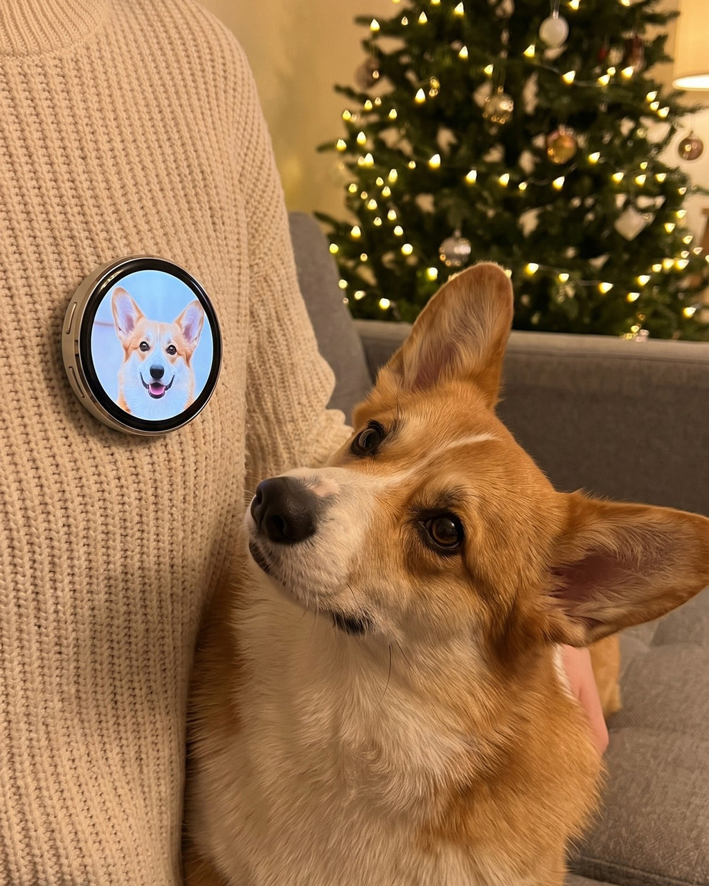 Corgi looking at its own face on the Lumipin worn by its owner